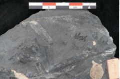 Foto (Detailansicht) von Plantae indet.  (NHMW-GEO-2024-0188-11213)